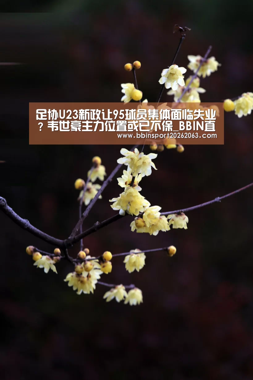 BBIN赛事