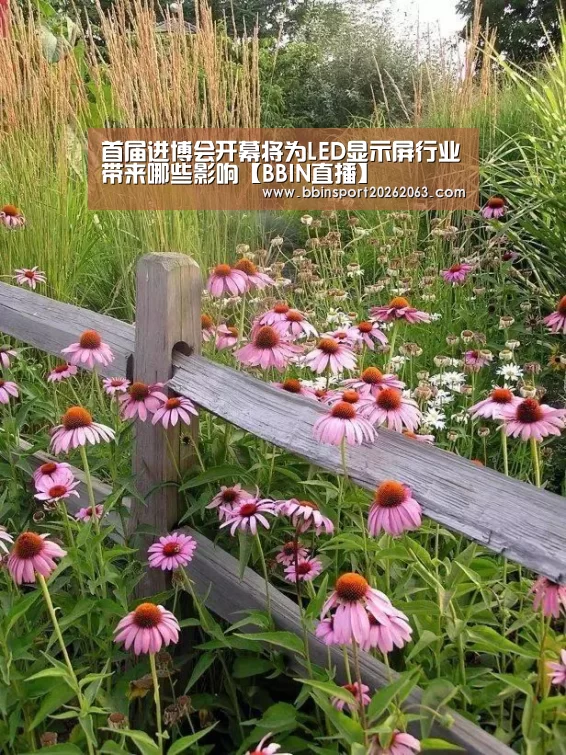 首届进博会开幕将为LED显示屏行业带来哪些影响【BBIN直播】(图1) BBIN直播